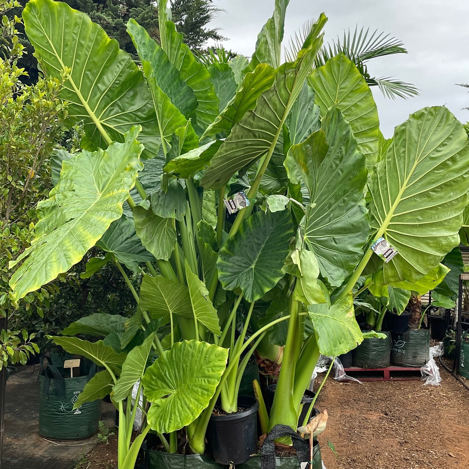 Alocasia macrorrhiza